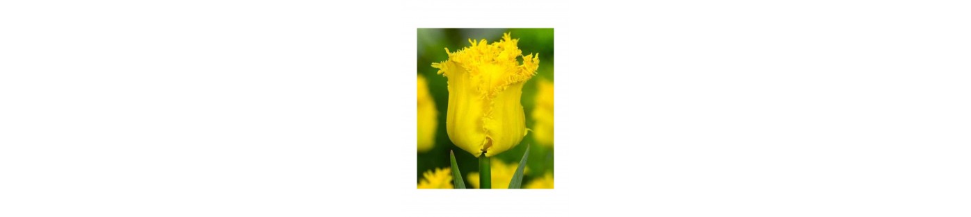 Tulipany cebulki, różne odmiany - Kolorowe Kwiaty