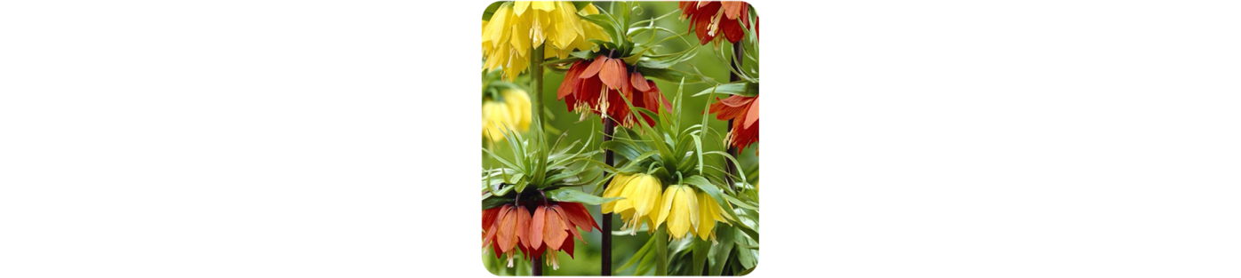 Korona cesarska, szachownica cebulki - Kolorowe Kwiaty